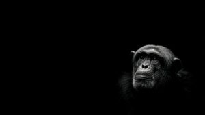 Close-up of a contemplative monkey emerging from a dark background, evoking emotion and focus through dramatic lighting.