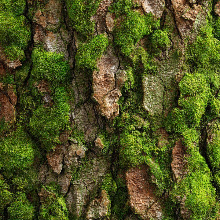 Close-up of natural tree bark covered in vibrant green moss, showcasing rich texture and organic patterns.