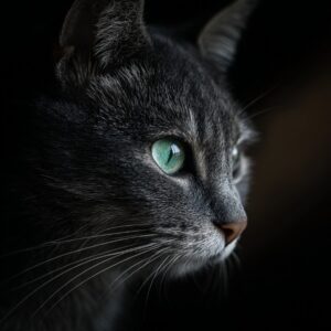 Close-up of a gray cat with bright green eyes and detailed fur against a dark background.
