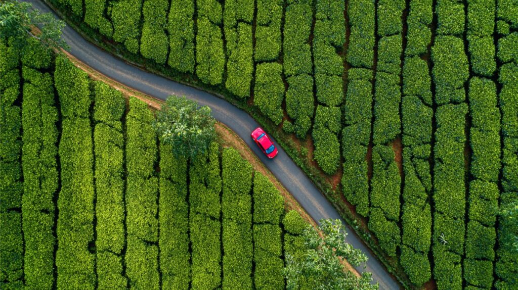 Aerial view of a red car driving on a winding road surrounded by lush green tea plantation fields under natural daylight.