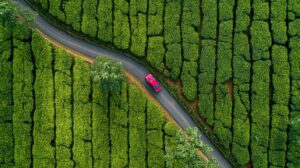 Aerial view of a red car driving on a winding road surrounded by lush green tea plantation fields under natural daylight.