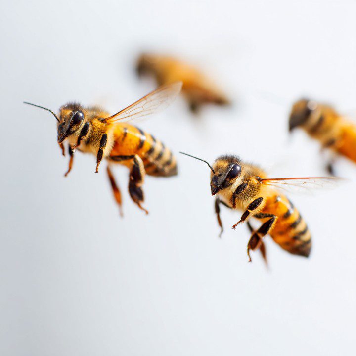 Macro photograph of honey bees in mid-flight against a white background.