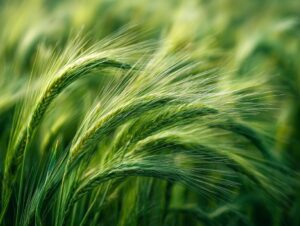 Close-up of green wheat heads swaying in the wind, representing agriculture, nature, and sustainability.
