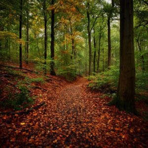 A scenic forest trail covered in fallen autumn leaves with tall green trees and vibrant foliage.