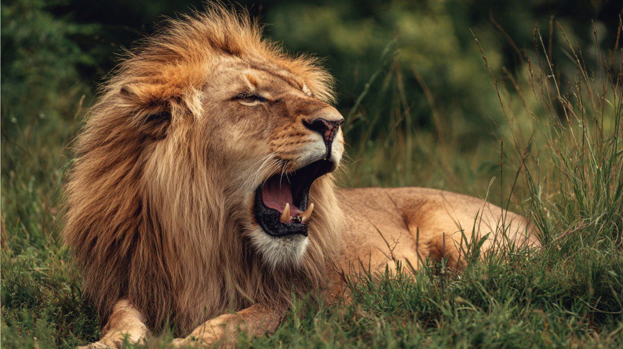 A male lion with a thick mane yawns while resting on the grassy savanna, displaying its large fangs in a natural wildlife setting.