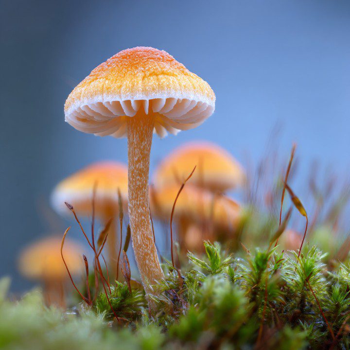 Macro photo of an orange mushroom growing on moss with soft blue background, taken in the wild.