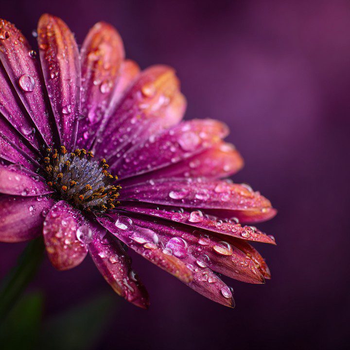 Macro image of a purple daisy with water droplets on its petals, highlighting texture and vibrant floral details.