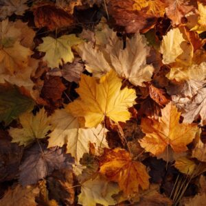 Top-down view of colorful autumn maple leaves in warm tones of yellow, orange, and brown scattered on the forest floor.