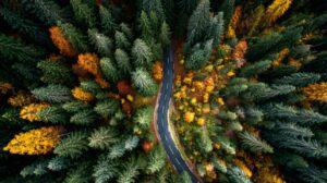Overhead view of a winding asphalt road cutting through a forest with vibrant fall foliage in green, yellow, and red hues.