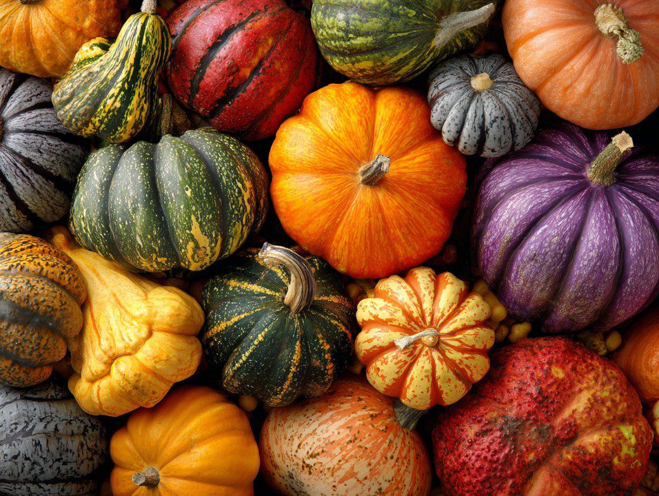 Top-down view of assorted decorative pumpkins in vibrant fall colors and textures, perfect for autumn or Thanksgiving visuals.