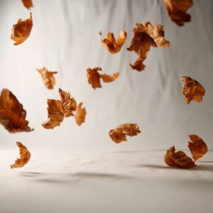 Dry autumn leaves gracefully falling through the air on a soft neutral background, symbolizing seasonal change and motion.