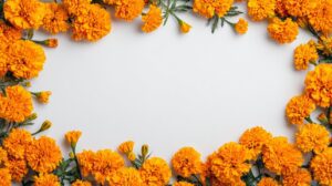 Bright marigold flowers arranged in a rectangular frame on a white background, symbolizing festivity, freshness, and natural beauty.