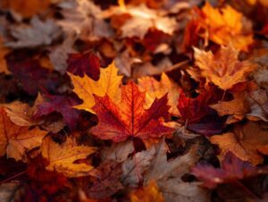 Colorful autumn maple leaves in red, orange, and yellow tones scattered on the forest floor, symbolizing the beauty of fall.
