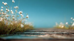 Close-up of white wildflowers growing along an old wooden path under a clear blue sky.