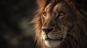 Close-up of a lion's face in dramatic golden lighting, showcasing its intense gaze and regal mane.