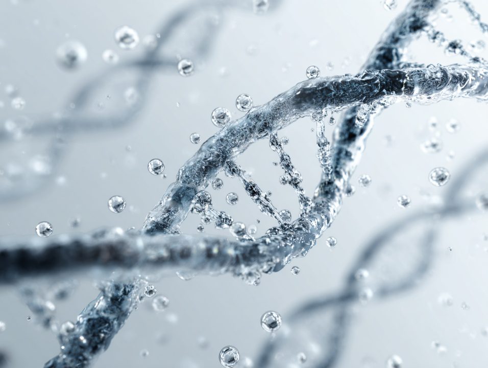 3D render of a transparent DNA helix surrounded by water droplets on a white background, symbolizing biotechnology and molecular science.