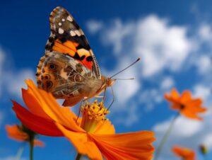 Close-up of an orange and black butterfly perched on a vivid orange flower against a bright blue sky.
