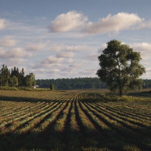 Cultivated field rows in rural Latvia with trees, distant farm buildings, and a soft blue sky with clouds.